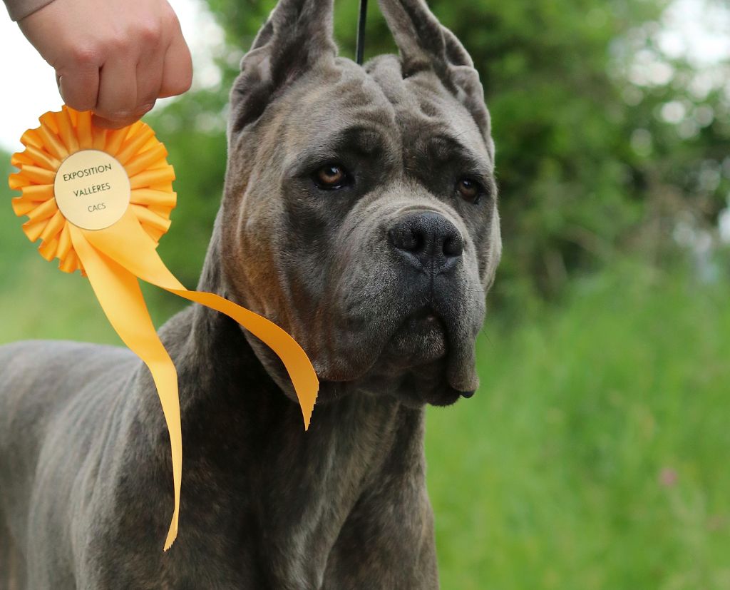 Les Cane Corso de l'affixe Du Désir Austral