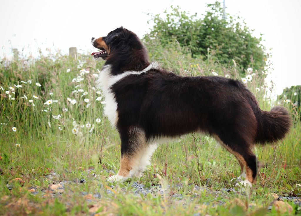 Shoko du Haras des Brumieres