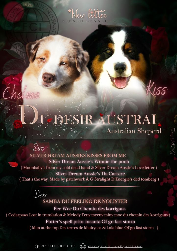 chiot Berger Australien Du Désir Austral