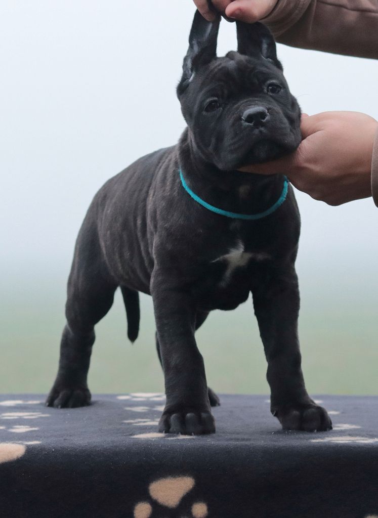 Du Désir Austral - Chiot disponible  - Cane Corso