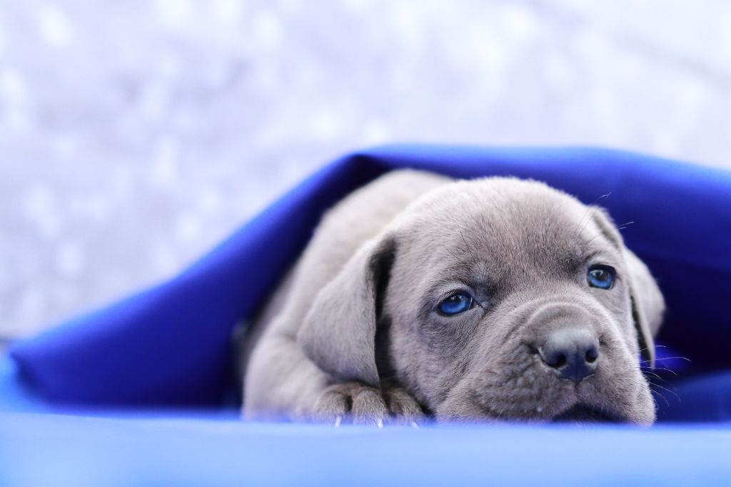 Du Désir Austral - Chiot disponible  - Cane Corso