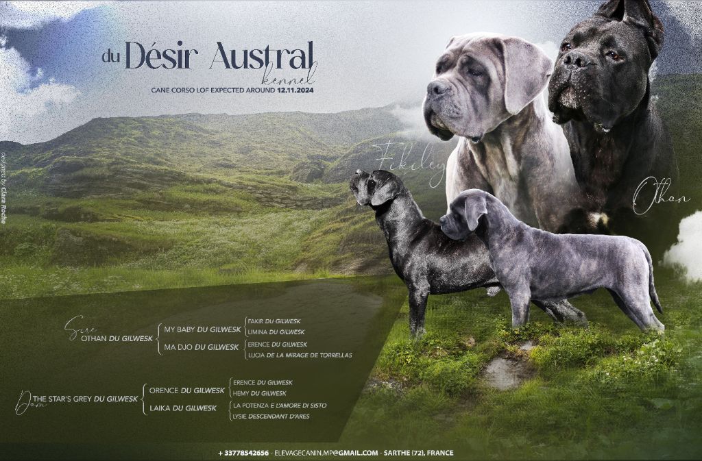 chiot Cane Corso Du Désir Austral