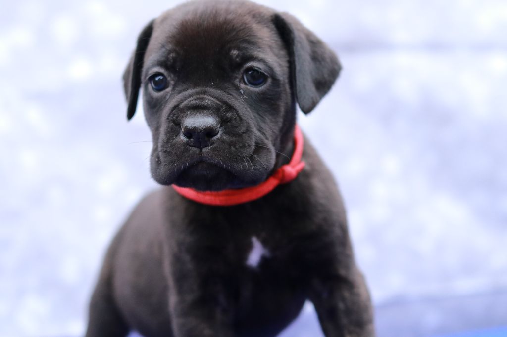 Du Désir Austral - Chiot disponible  - Cane Corso