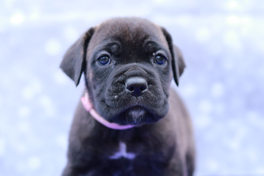 Du Désir Austral - Chiot disponible  - Cane Corso