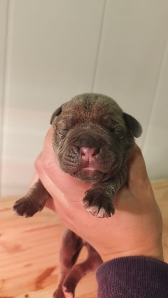 Du Désir Austral - Chiot disponible  - Cane Corso