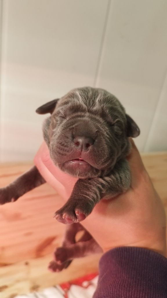 Du Désir Austral - Chiot disponible  - Cane Corso