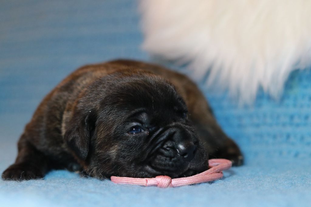 Du Désir Austral - Chiot disponible  - Cane Corso