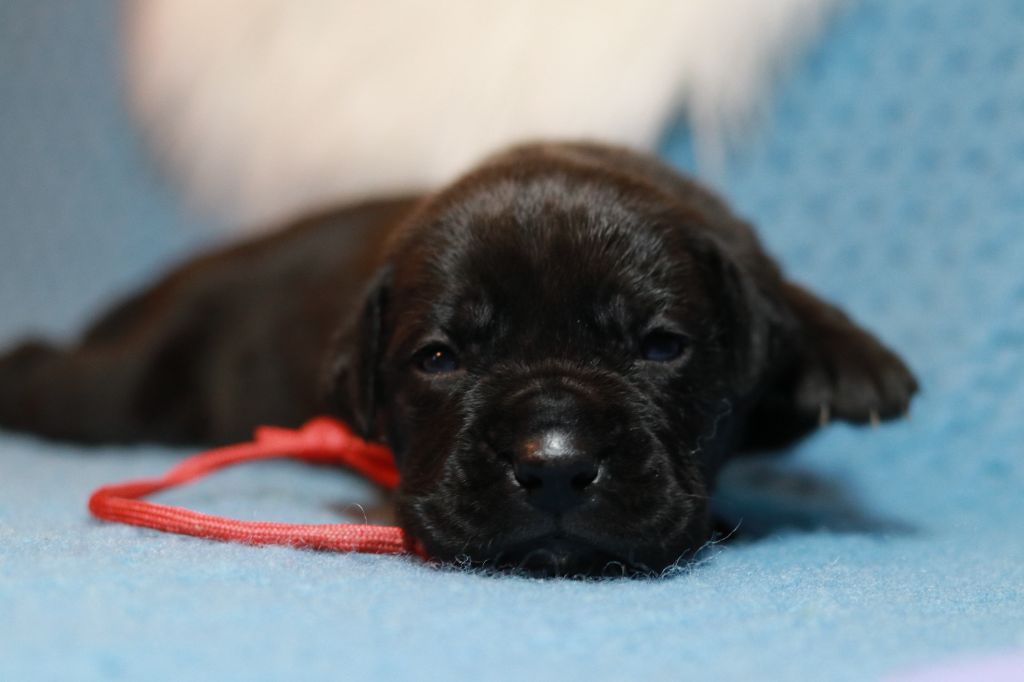 Du Désir Austral - Chiot disponible  - Cane Corso