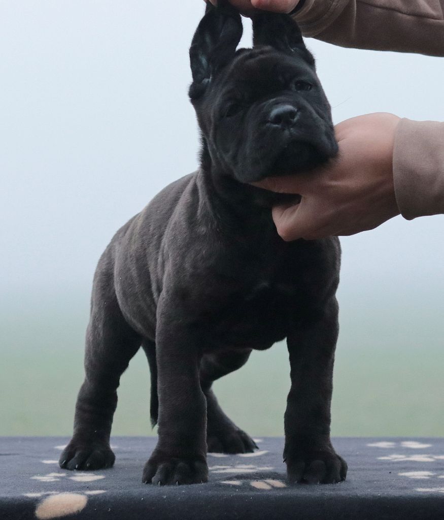 Du Désir Austral - Chiot disponible  - Cane Corso