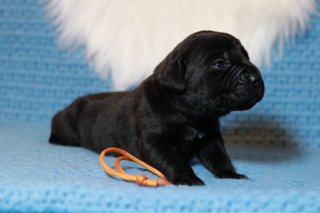 Du Désir Austral - Chiot disponible  - Cane Corso