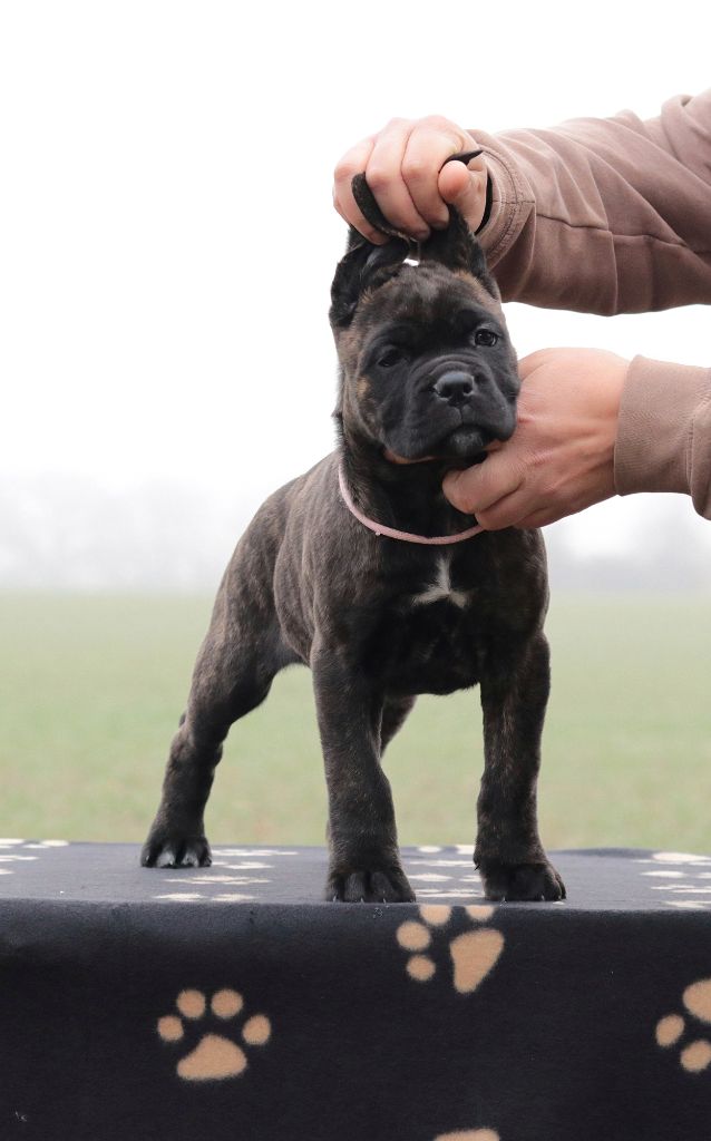 Du Désir Austral - Chiot disponible  - Cane Corso