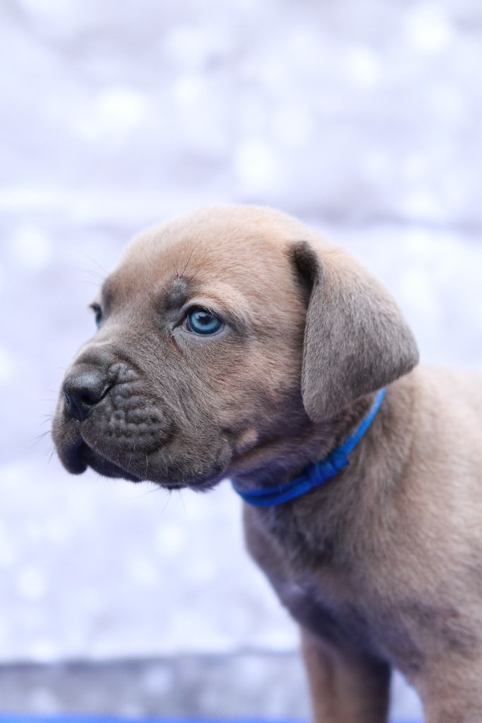 Du Désir Austral - Chiot disponible  - Cane Corso