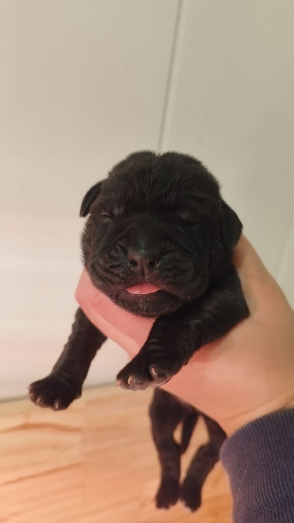 Du Désir Austral - Chiot disponible  - Cane Corso