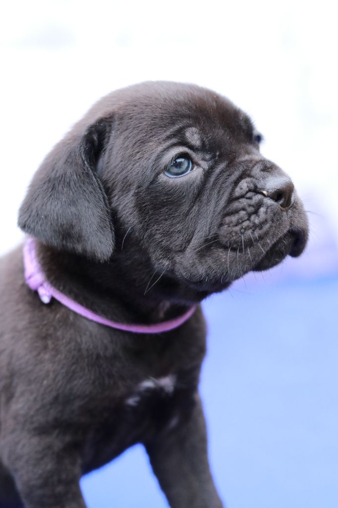 Du Désir Austral - Chiot disponible  - Cane Corso