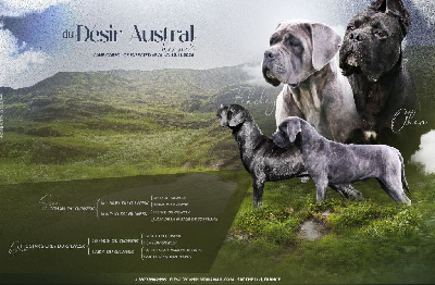 Du Désir Austral - Cane Corso - Portée née le 13/11/2024