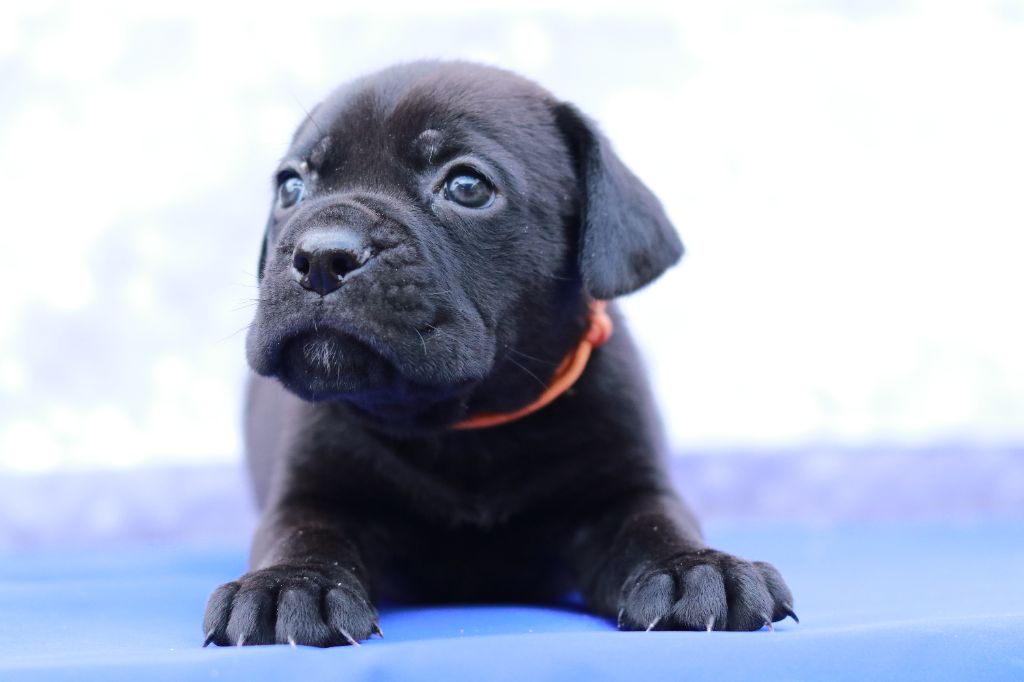 Du Désir Austral - Chiot disponible  - Cane Corso