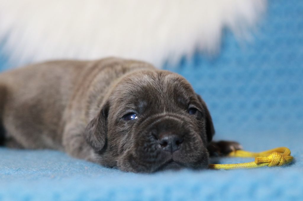 Du Désir Austral - Chiot disponible  - Cane Corso