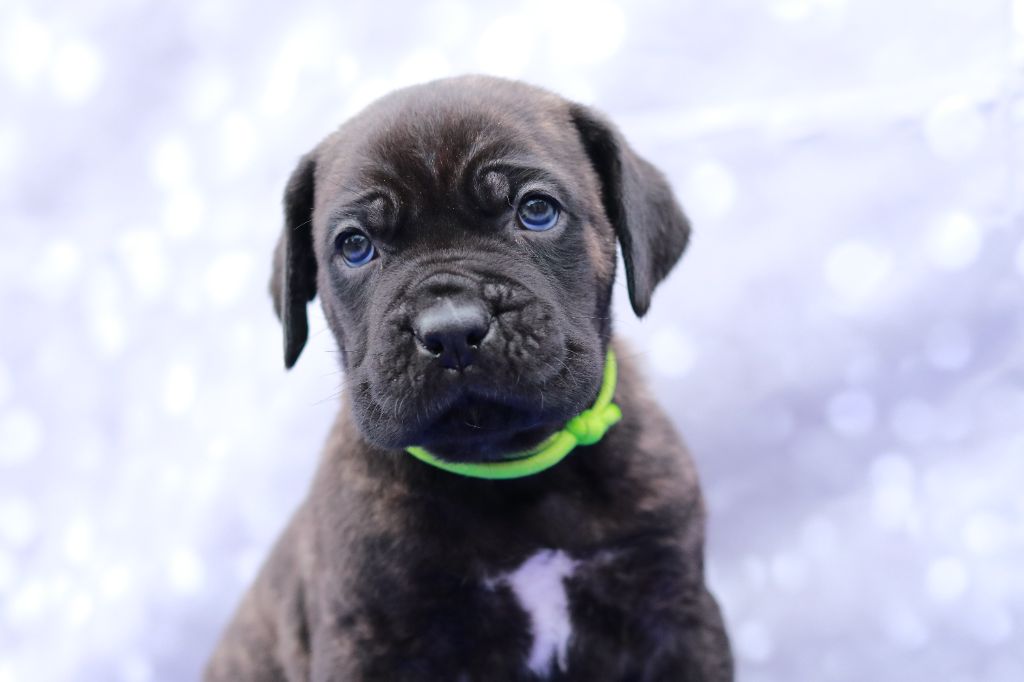 Du Désir Austral - Chiot disponible  - Cane Corso