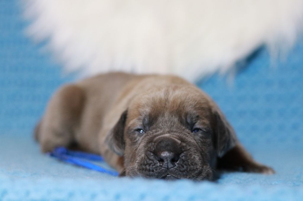 Du Désir Austral - Chiot disponible  - Cane Corso