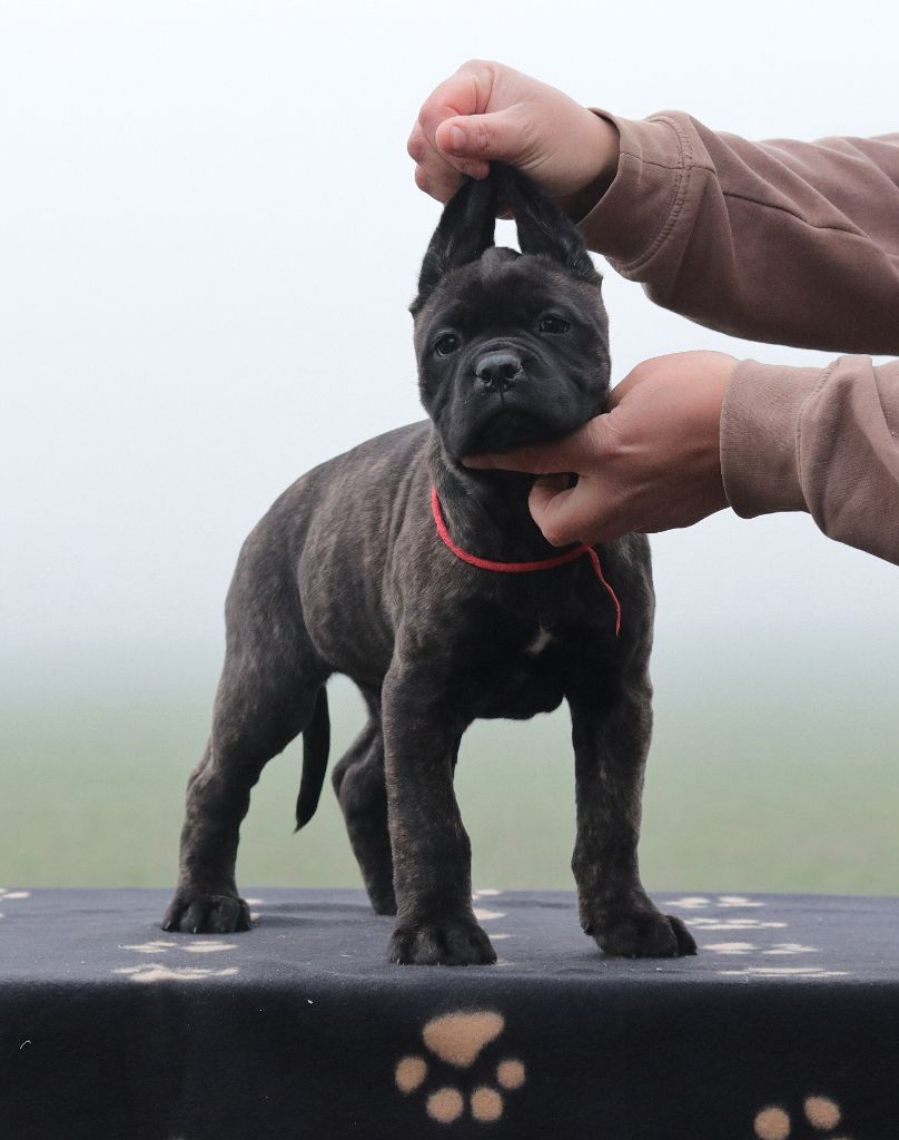 Du Désir Austral - Chiot disponible  - Cane Corso