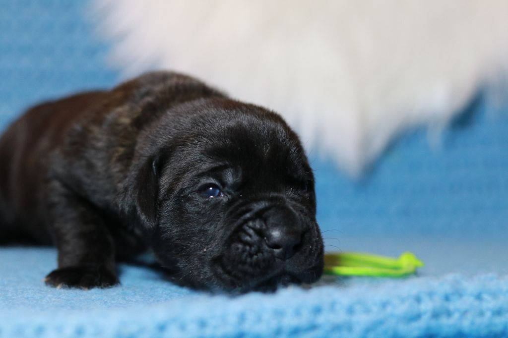 Du Désir Austral - Chiot disponible  - Cane Corso