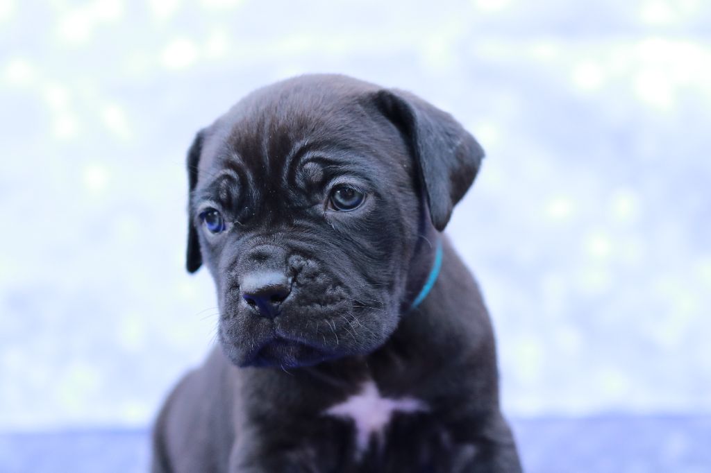 Du Désir Austral - Chiot disponible  - Cane Corso