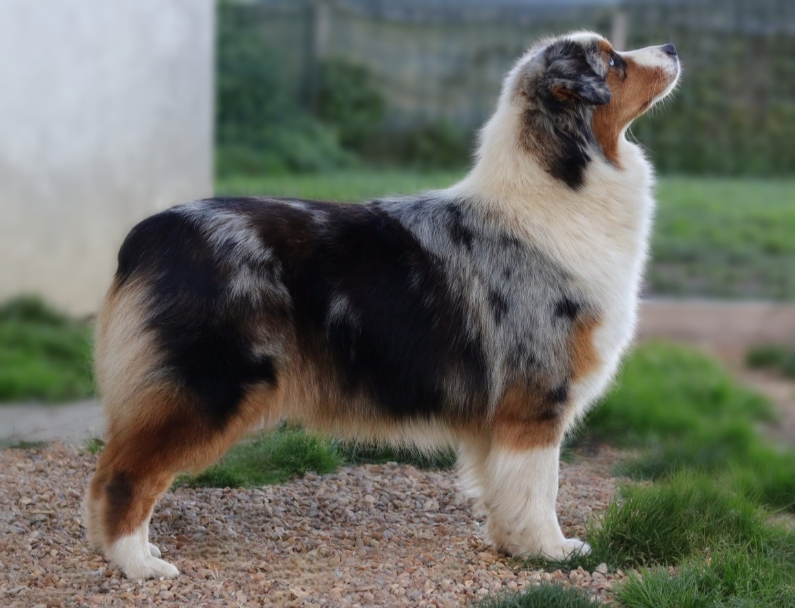 Valse hésitation nova Du Désir Austral