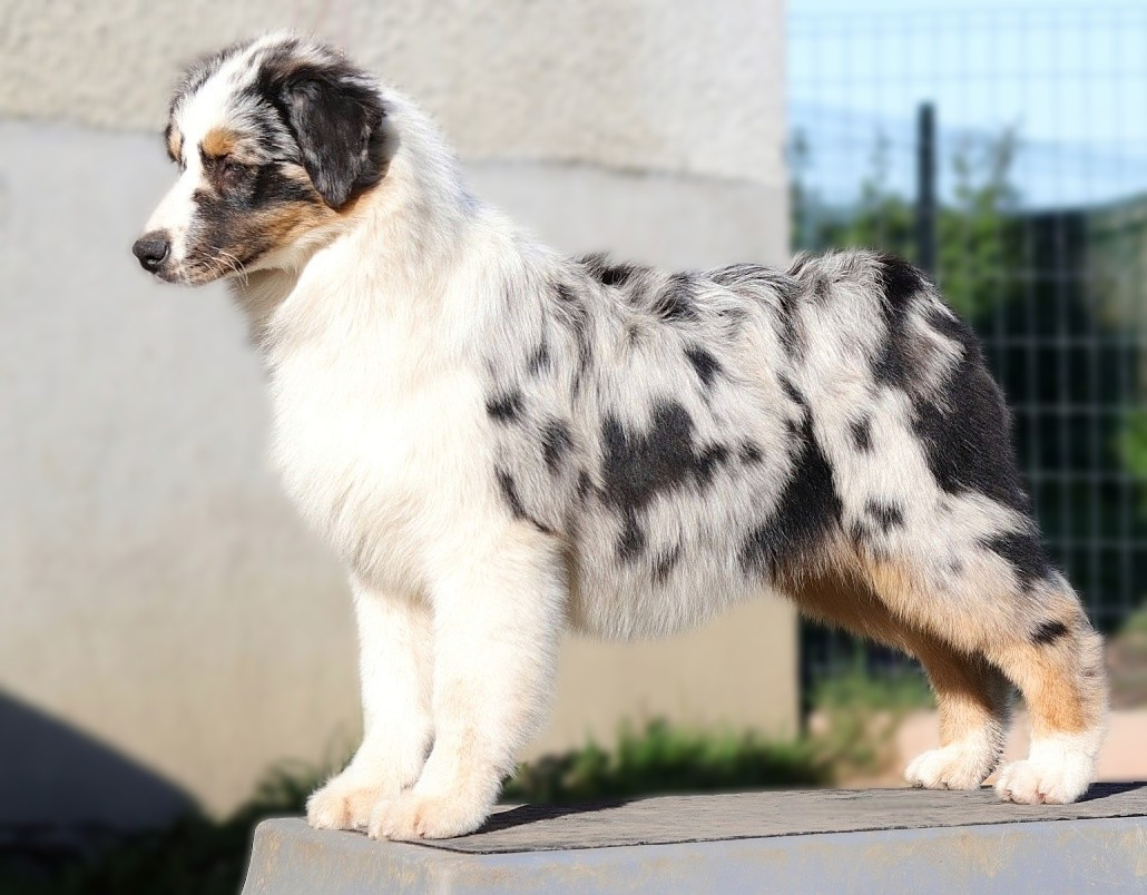 Azteca chantico of go Fast Storm