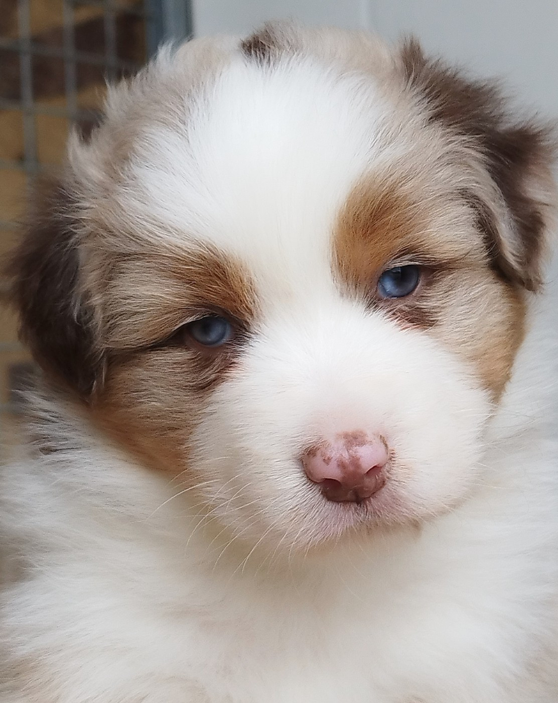 Plus de bébés actuellement !