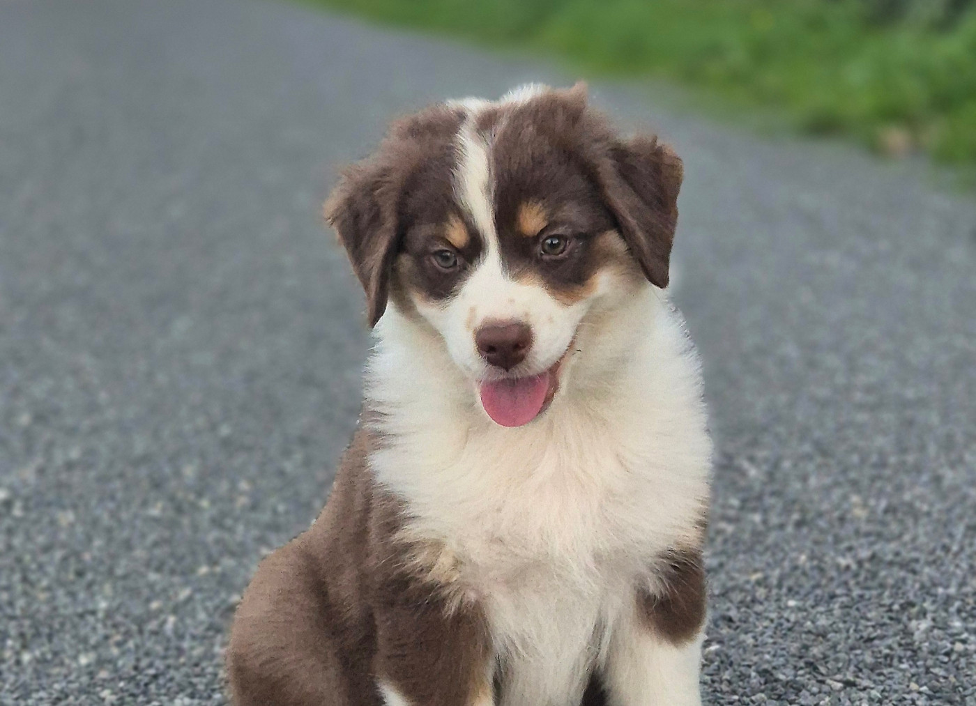 Chiot dispo !