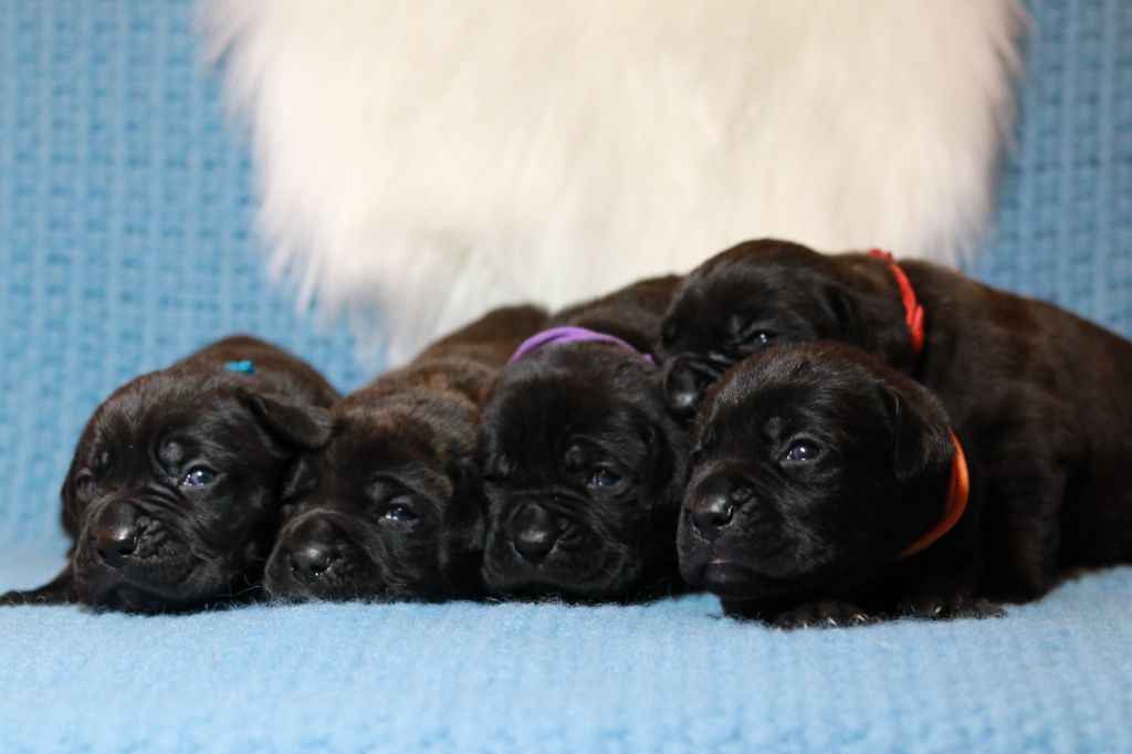 Plus de chiots actuellement
