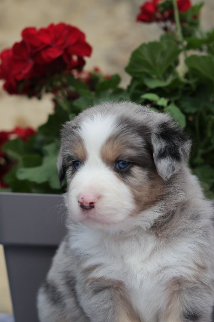 Du Désir Austral - Chiots disponibles - Berger Australien
