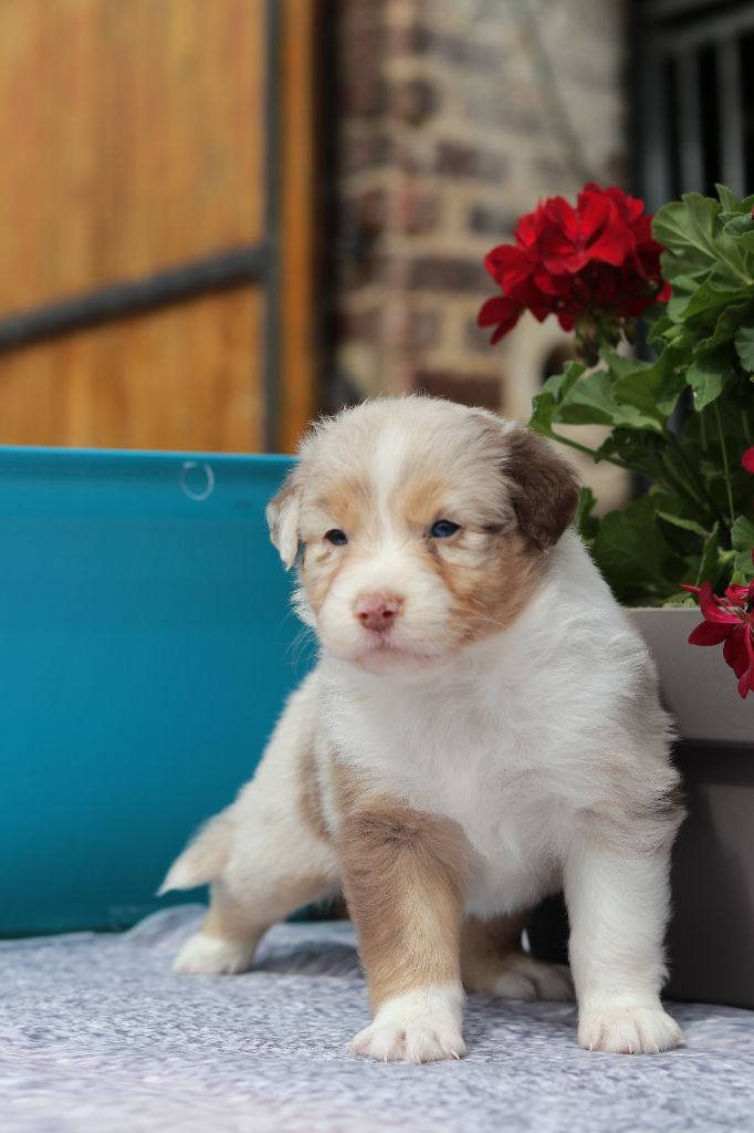 Du Désir Austral - Chiots disponibles - Berger Australien