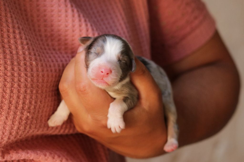 Du Désir Austral - Chiots disponibles - Berger Australien