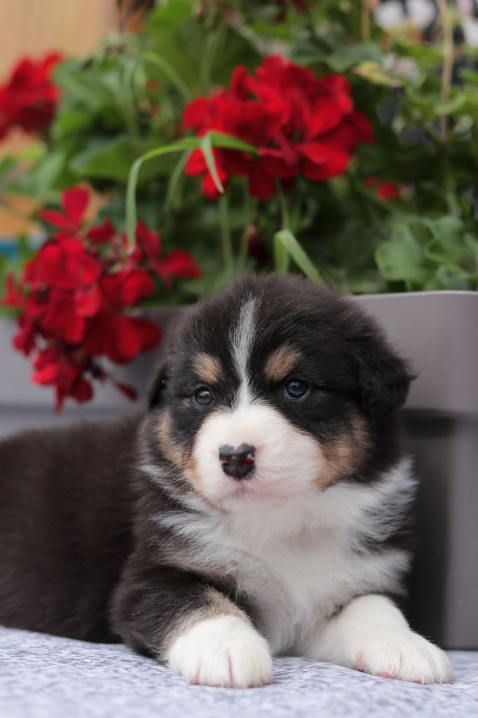Du Désir Austral - Chiots disponibles - Berger Australien
