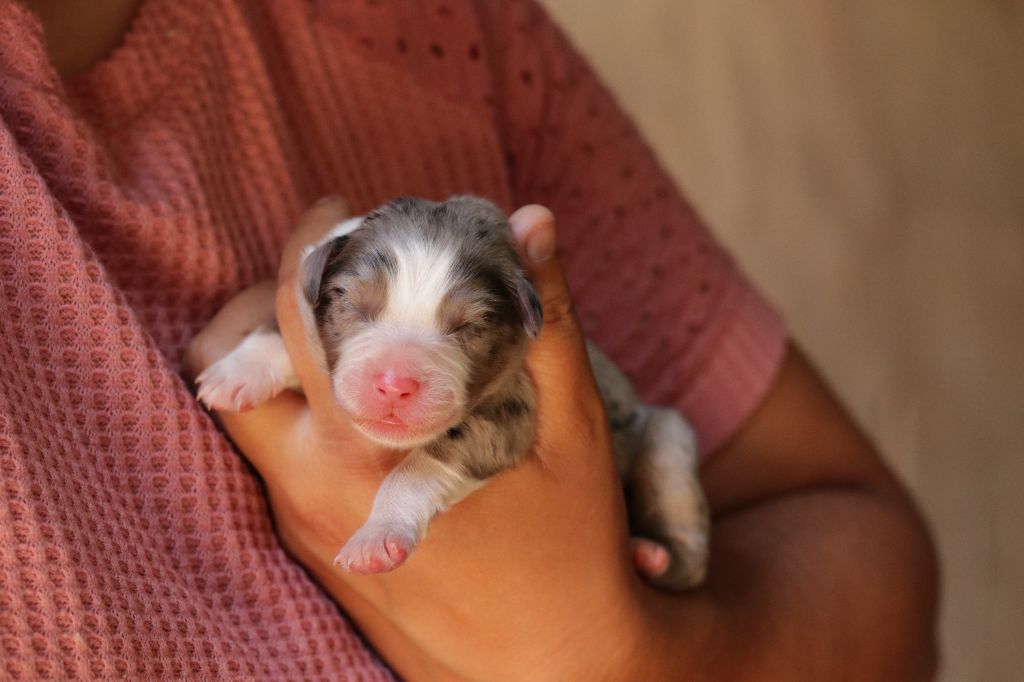 Du Désir Austral - Chiots disponibles - Berger Australien