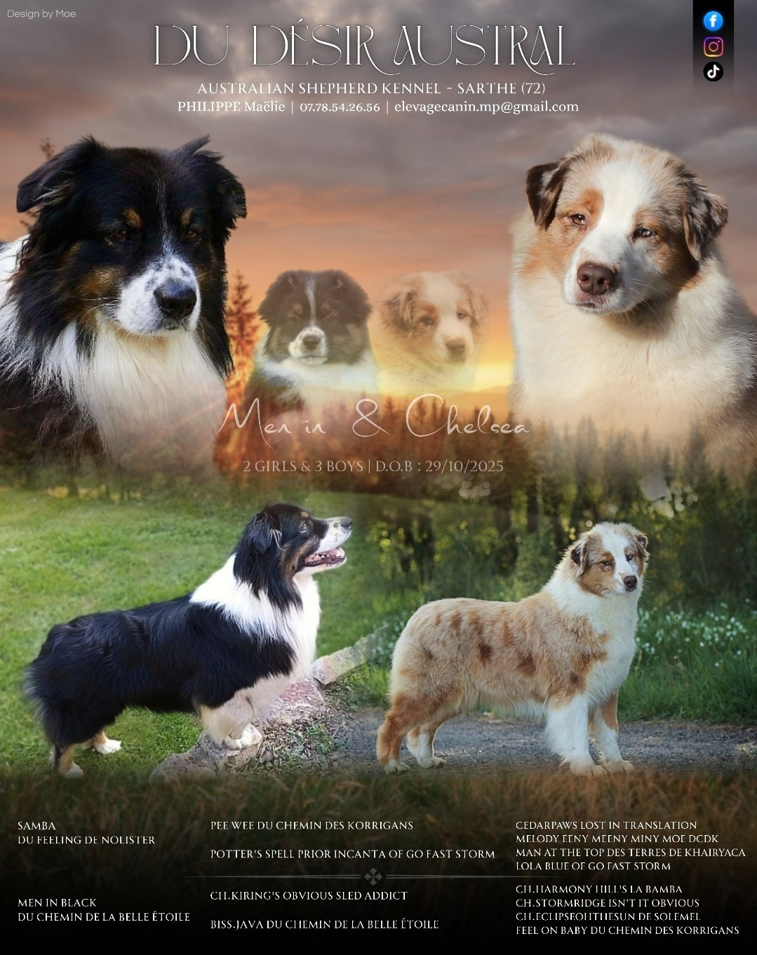 Du Désir Austral - Berger Australien - Portée née le 29/10/2025