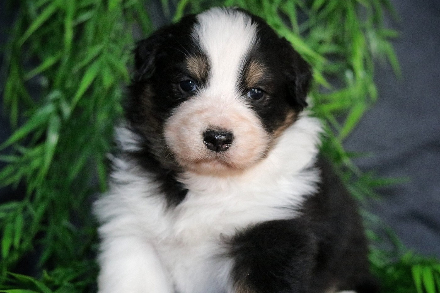 Du Désir Austral - Chiots disponibles - Berger Australien