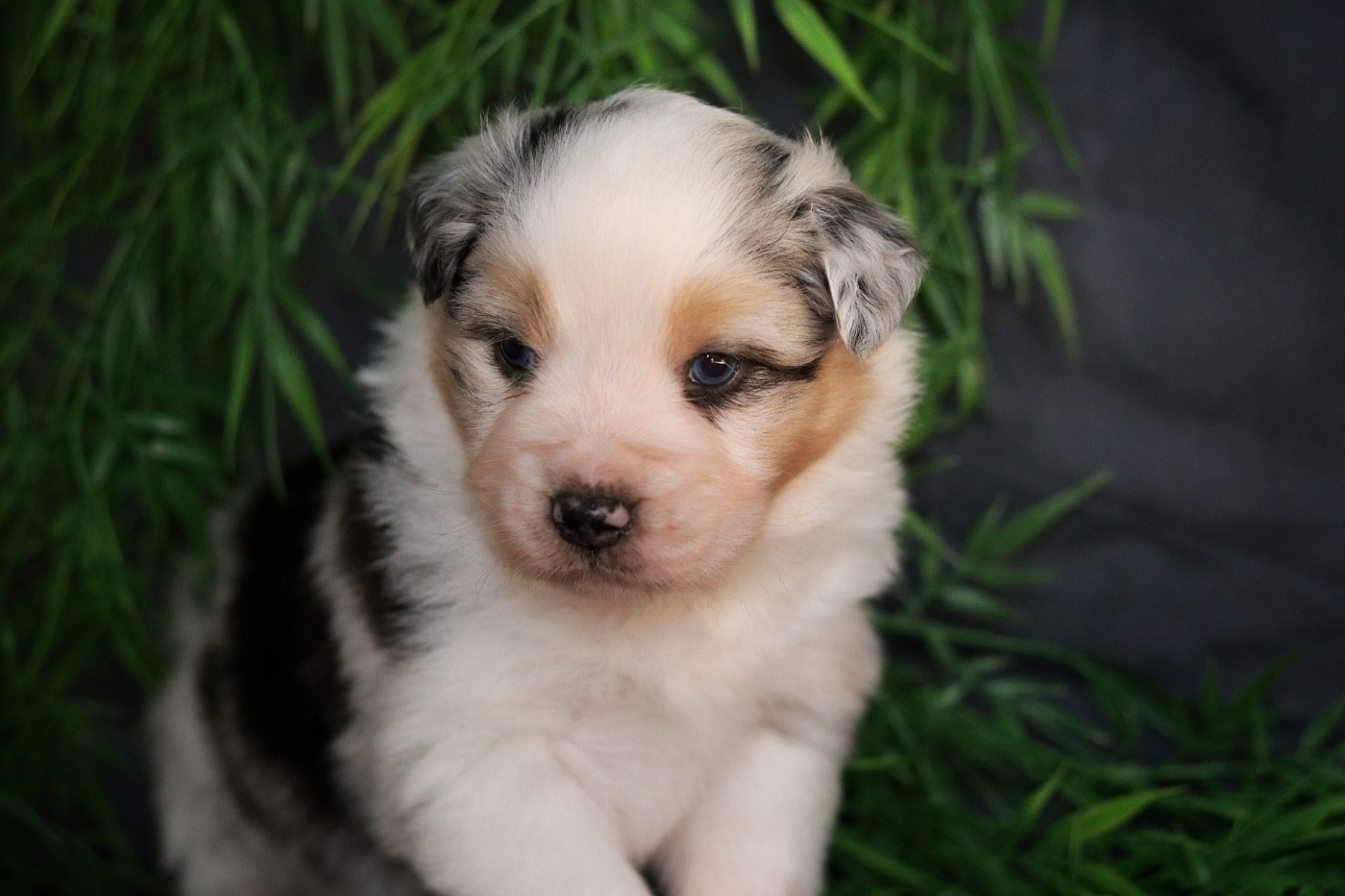 Du Désir Austral - Chiots disponibles - Berger Australien