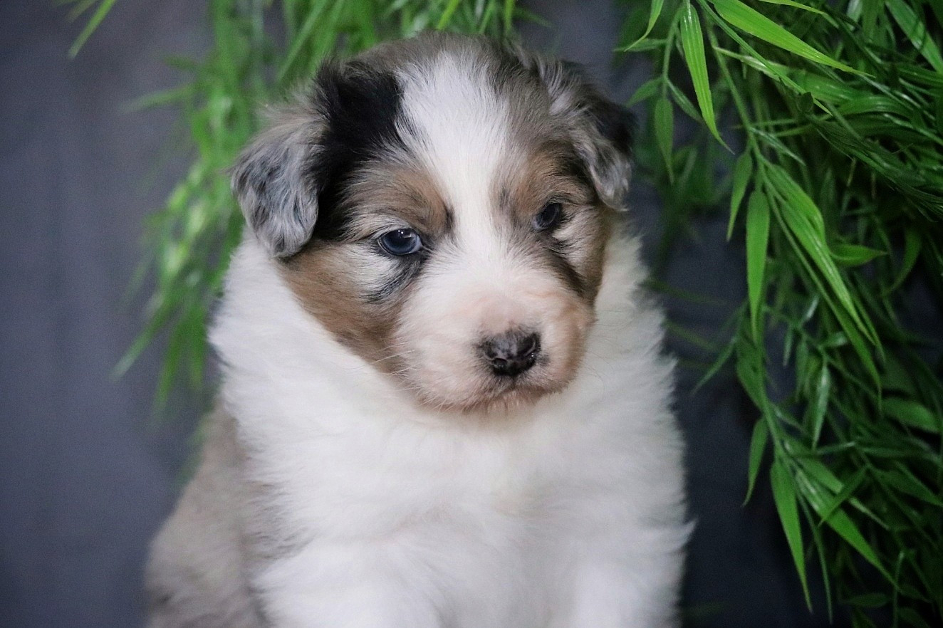 Du Désir Austral - Chiots disponibles - Berger Australien