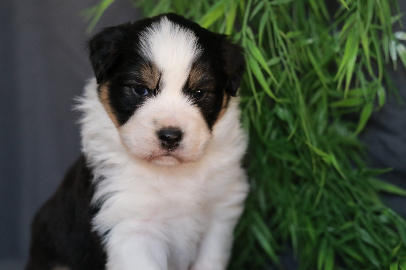 Du Désir Austral - Chiots disponibles - Berger Australien