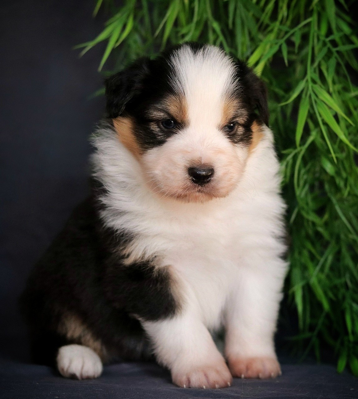 Du Désir Austral - Chiots disponibles - Berger Australien