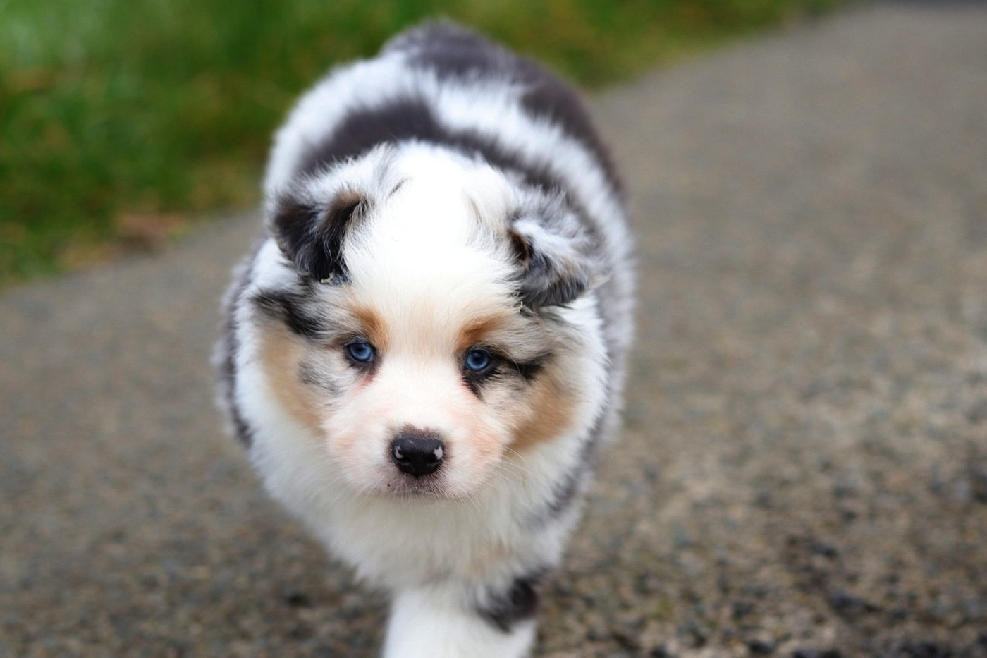 Du Désir Austral - Chiots disponibles - Berger Australien