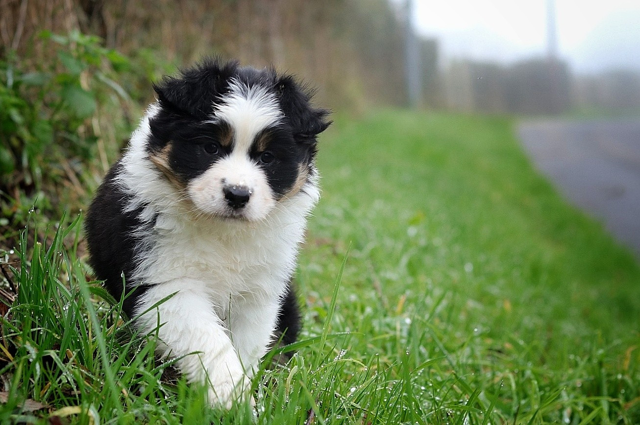 Du Désir Austral - Chiots disponibles - Berger Australien