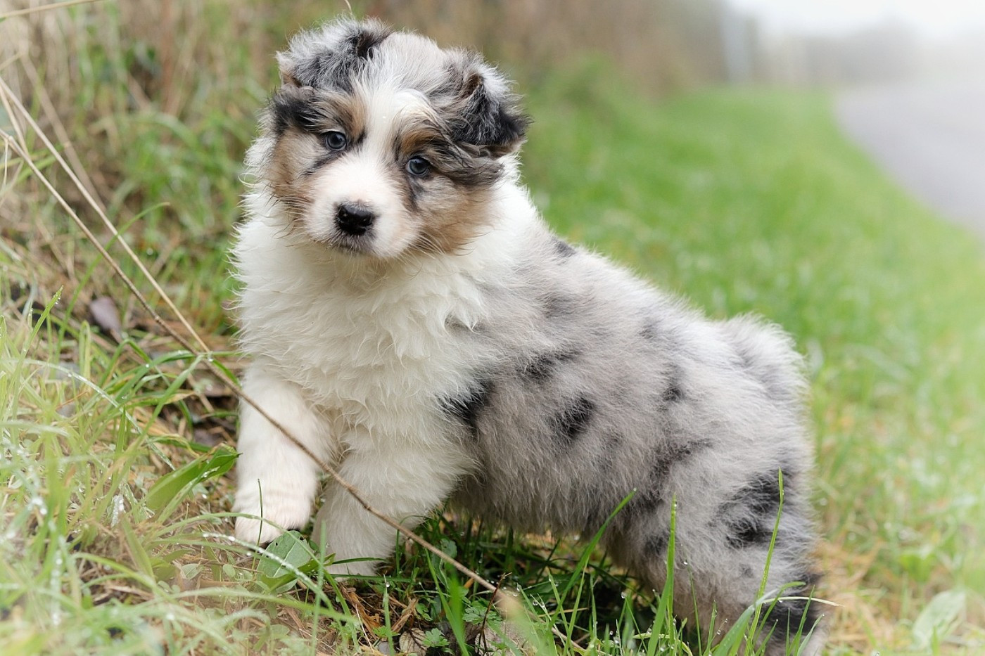 Du Désir Austral - Chiots disponibles - Berger Australien