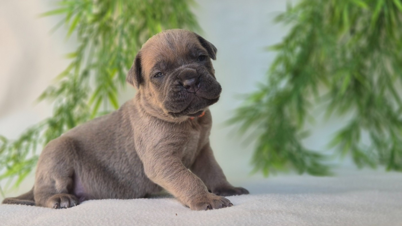 Du Désir Austral - Chiots disponibles - Cane Corso