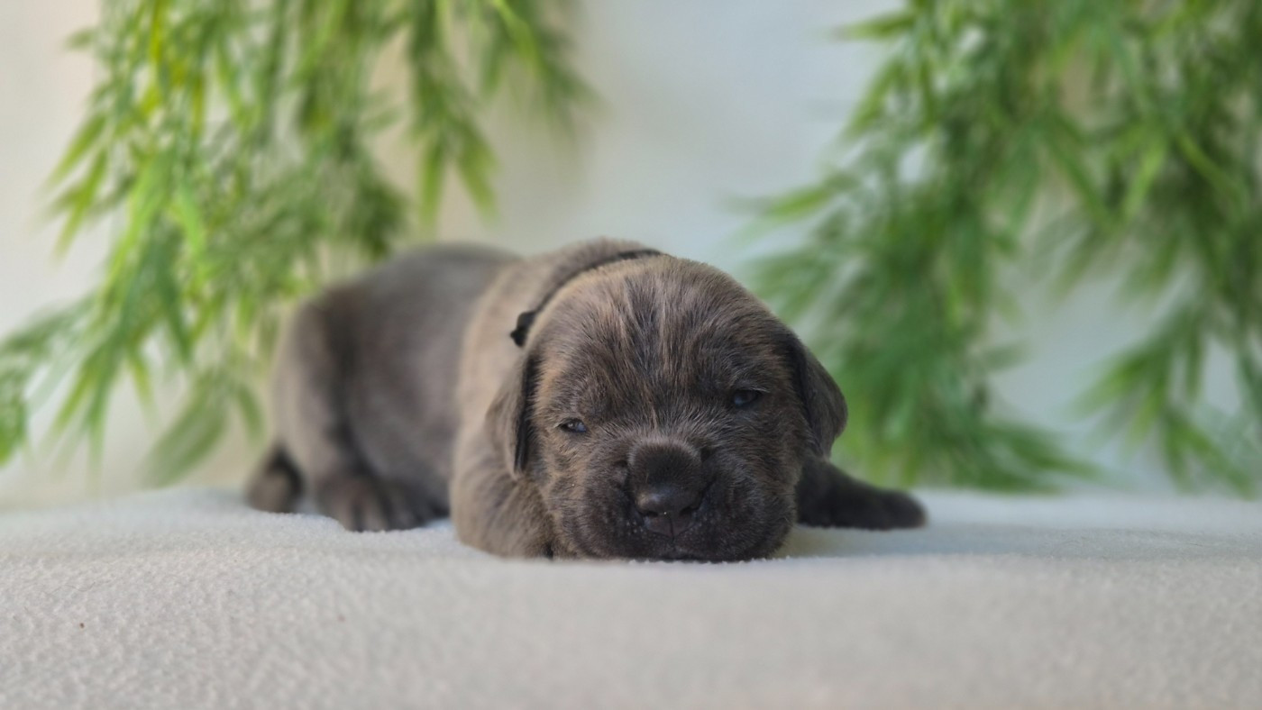 Du Désir Austral - Chiots disponibles - Cane Corso