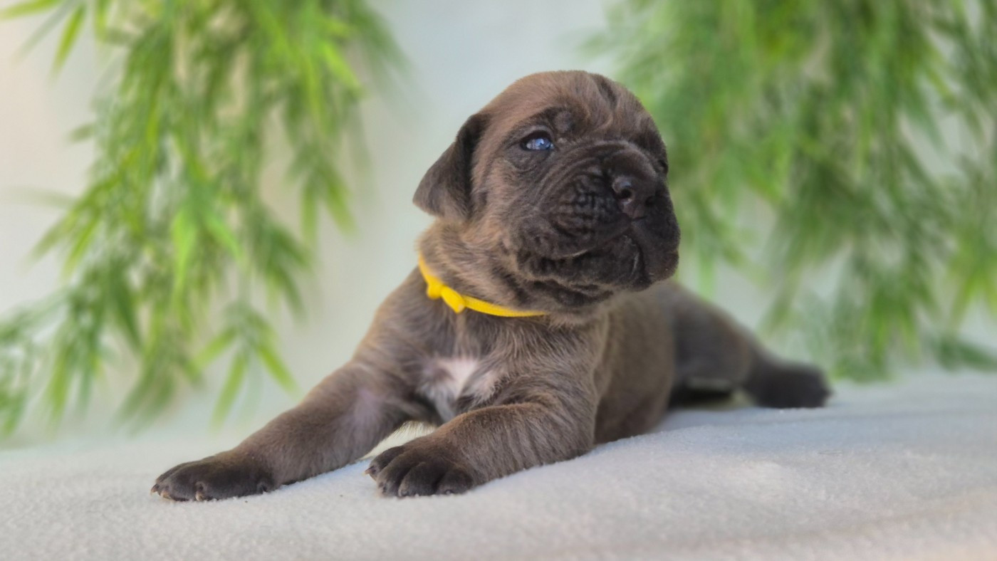 Du Désir Austral - Chiots disponibles - Cane Corso