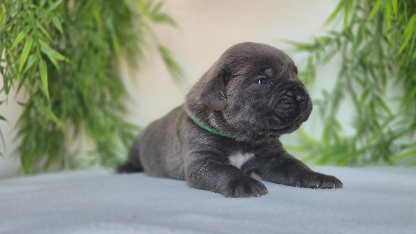 Du Désir Austral - Chiots disponibles - Cane Corso
