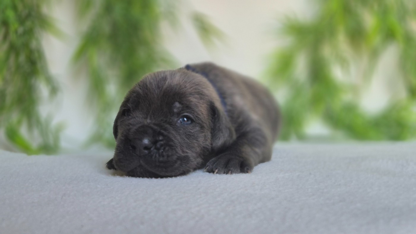 Du Désir Austral - Chiots disponibles - Cane Corso
